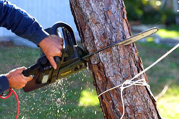 How Our Tree Care Process Works  in  Clarksdale, MS