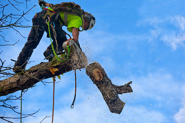 Reliable Clarksdale, MS Tree Care Solutions